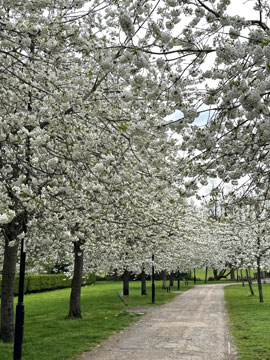 blossom walk