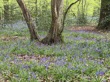 bluebells