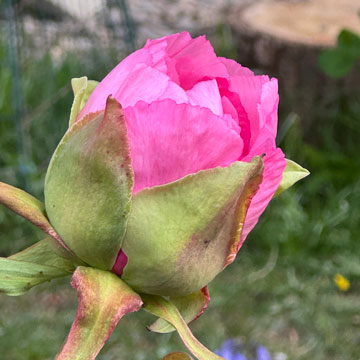 paeony
