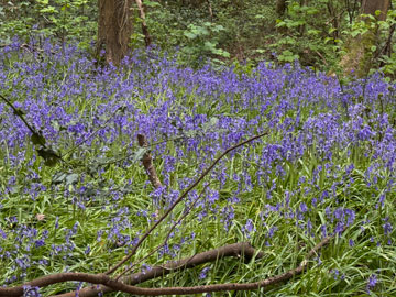 bluebells