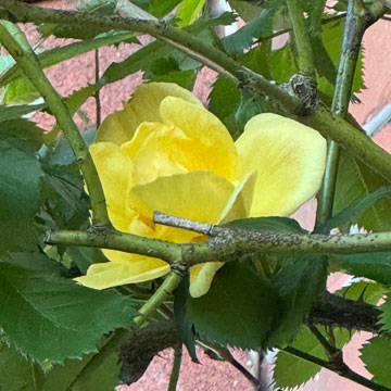 rose