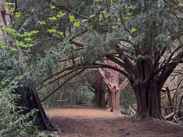 yew walk