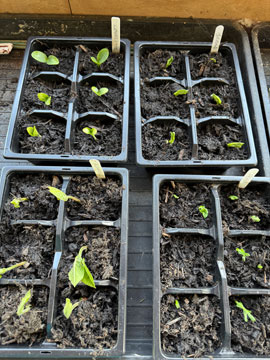 seedlings