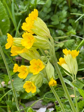 cowslips