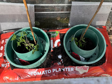 tomatoes