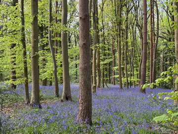 bluebell woods