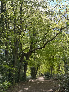 woodland path