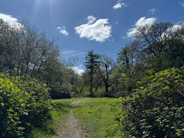 meadow