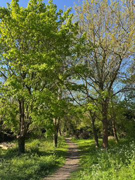 woodland