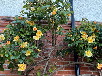 roses