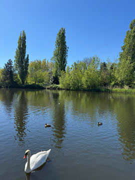swan
