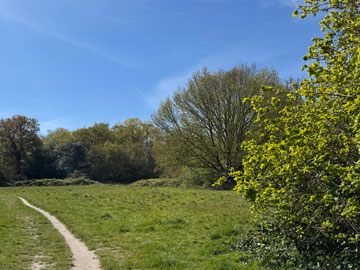 meadow