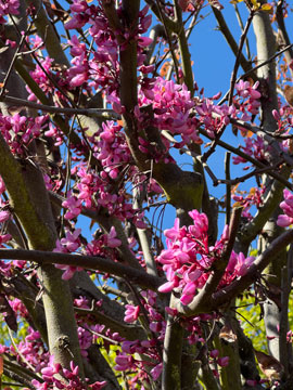 Judas tree