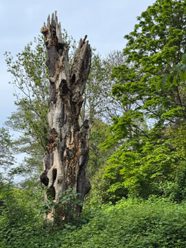 tree