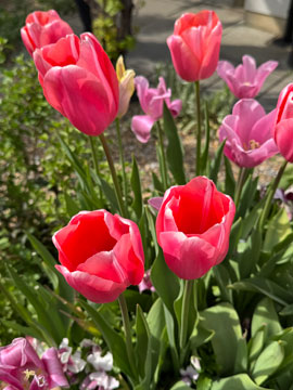tulips