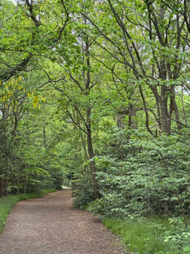 woodland path