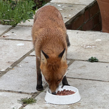vixen