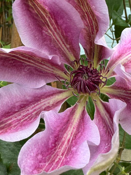 Clematis