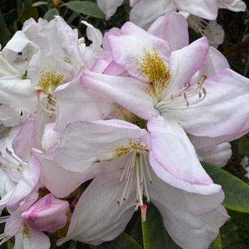 rhodedendron