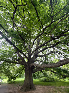 tree