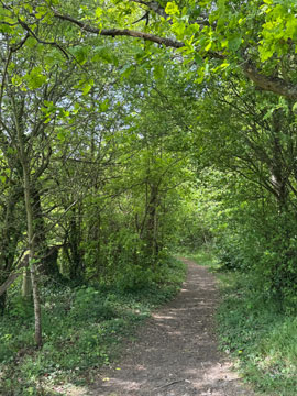 woodland