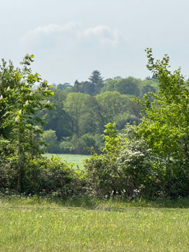fields