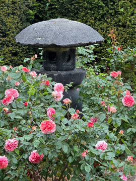 rose bed