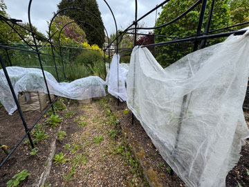 veg beds