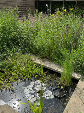 garden 1