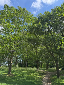 trees