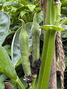 broad beans