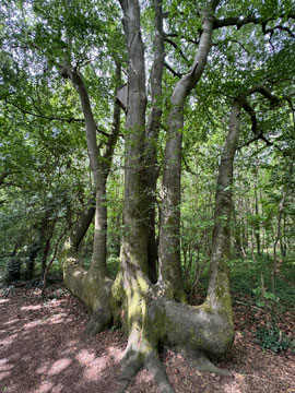 ancient tree