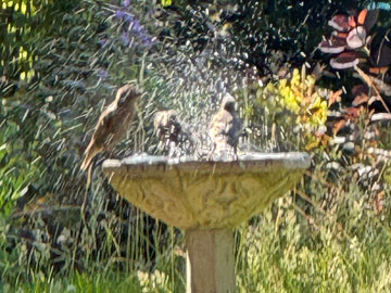 bird bath