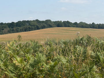 fields