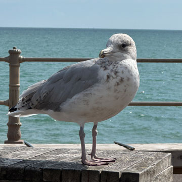 seagull