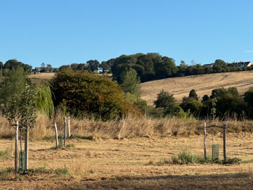 fields