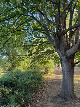 tree