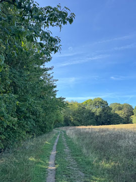 meadow