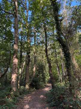 woodland