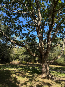 tree