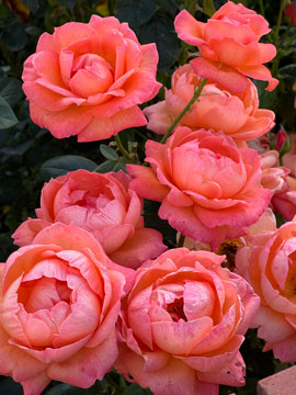 roses