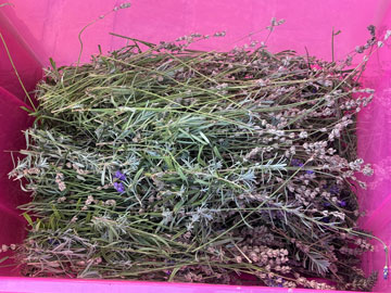 lavender