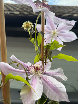 clematis