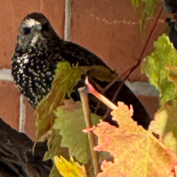 starling
