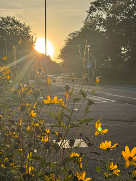 sunrise