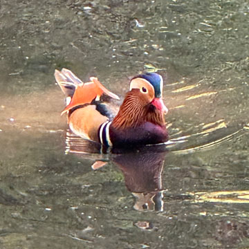 mandarin duck