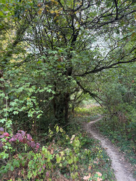 woodland
