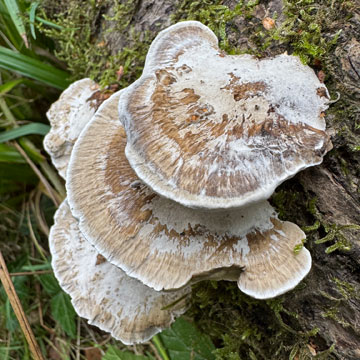 mushrooms