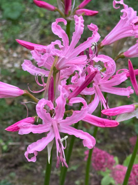 nerine