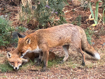 foxes